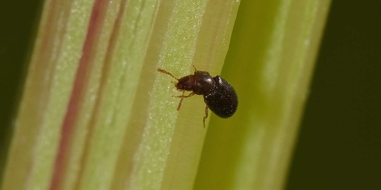 Piccolino in cerca di famiglia:  Myrmechixenus subterraneus (Tenebrionidae)